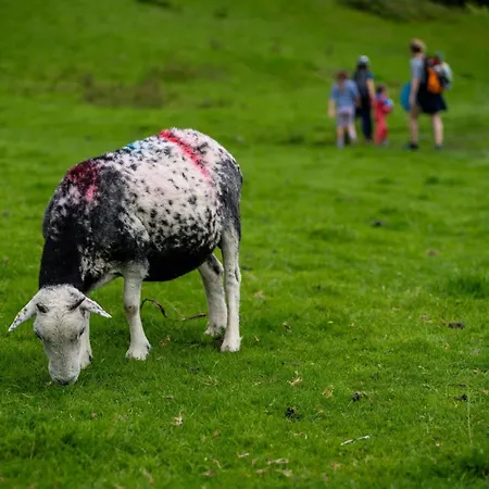 Bumble Choo - Windermere, District